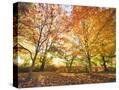 Stretched Canvas