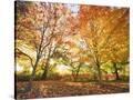 Stretched Canvas