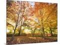 Wood Mount