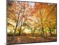Wood Mount
