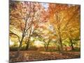 Wood Mount