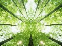 Trees in Forest Ascending-Robert Llewellyn-Photographic Print