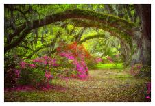 Magnolia Gardens-Robert Lott-Art Print