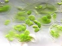 Chloroplasts, Light Micrograph-Robert Markus-Laminated Photographic Print