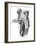 Robert Marq. Salisbury-Harry Furniss-Framed Art Print