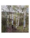 Forest Edge-Robert Moore-Art Print