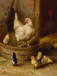 A White Sussex and a Buff Sussex with Chicks-Robert Morley-Framed Giclee Print