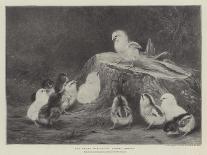 A White Sussex and a Buff Sussex with Chicks-Robert Morley-Giclee Print