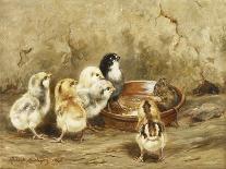 A White Sussex and a Buff Sussex with Chicks-Robert Morley-Giclee Print