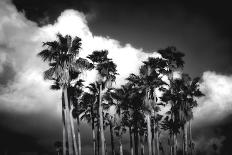 Everglades-Robert Seguin-Stretched Canvas