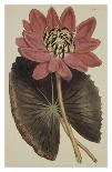 Wonderous Water Lily-Robert Sweet-Art Print