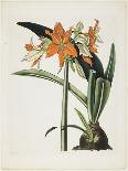 Amaryllis Fulgida (Striped-Tubed Amaryllis), 1831-1834-Robert The Younger Havell-Giclee Print