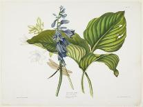 Common Hostas and English Dragon Fly-Robert The Younger Havell-Giclee Print