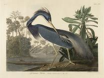 Louisiana Heron, 1834 (Hand-Coloured Aquatint on Wove Paper)-Robert The Younger Havell-Giclee Print