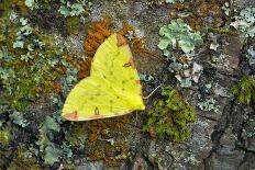 Moth (Zygaena Osterodensis) Feeding On Flower, Viscos, Pyrenees National Park, France, July-Robert Thompson-Photographic Print
