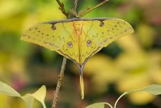 Clouded silver moth camouflaged on birch bark, Ireland-Robert Thompson-Photographic Print