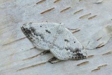 Clouded silver moth camouflaged on birch bark, Ireland-Robert Thompson-Photographic Print