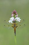 Moth (Zygaena Osterodensis) Feeding On Flower, Viscos, Pyrenees National Park, France, July-Robert Thompson-Framed Photographic Print