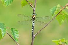 Hairy dragonfly resting on plant stem, Northern Ireland, UK-Robert Thompson-Photographic Print