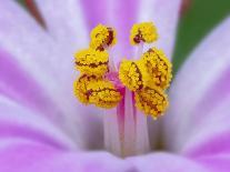 Crocus flower (Crocus sp) stigma - close up.-Robert Thompson-Photographic Print