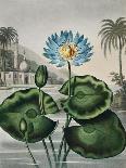 Temple of Flora V-Robert Thornton-Framed Art Print