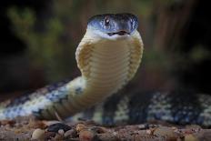 Speckled brownsnake male and flicking tongue, Australia-Robert Valentic-Photographic Print