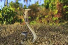 Strap-snouted brownsnake in defensive posture, Australia-Robert Valentic-Photographic Print