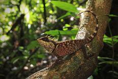 Phuket horned tree lizard, Khao Phra Thaew NP, Thailand-Robert Valentic-Photographic Print