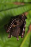 Short-nosed fruit-bat roosting, Ko Chang Island, Thailand-Robert Valentic-Photographic Print