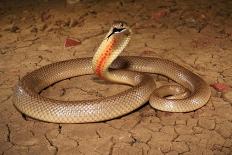 Strap-snouted brownsnake in defensive posture, Australia-Robert Valentic-Photographic Print