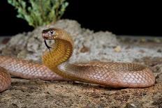 Speckled brownsnake male and flicking tongue, Australia-Robert Valentic-Photographic Print