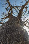 Madagascar, Ifaty, a Big Baobab with a Spotted Bark on the Road to Ifaty-Roberto Cattini-Photographic Print