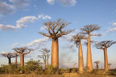 Madagascar, Ifaty, a Big Baobab with a Spotted Bark on the Road to Ifaty-Roberto Cattini-Photographic Print