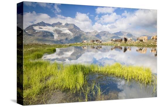 Stretched Canvas Print, , large
