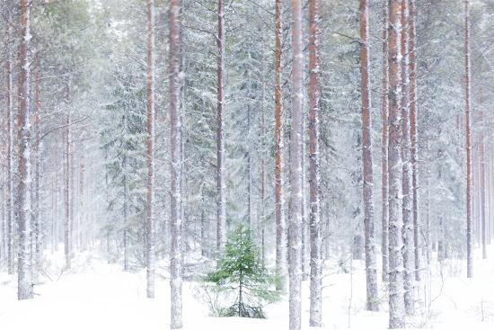 Premium Photographic Print, , large