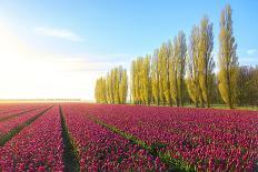 The blue sky at dawn and colourful fields of tulips in bloom surrounded by tall trees-Roberto Moiola-Photographic Print