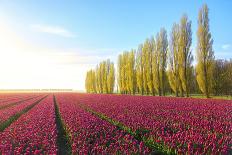 Panoramic View of Multi-Coloured Fields of Tulips and Windmills, Netherlands-Roberto Moiola-Photographic Print