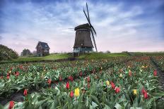 View of multi-coloured fields of tulips and windmills at spring, Berkmeer, Koggenland-Roberto Moiola-Photographic Print