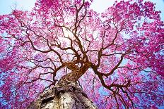 Pink Lapacho Tree at Sun´S Back Light. Transpantaneira Road, Pantanal Matogrossense. Pocone. MATO G-Roberto Tetsuo Okamura-Framed Stretched Canvas