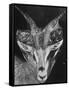 Robertsi Gazelle from Kenya Serengeti in Storage, American Museum of Natural History-Margaret Bourke-White-Framed Stretched Canvas