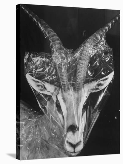 Robertsi Gazelle from Kenya Serengeti in Storage, American Museum of Natural History-Margaret Bourke-White-Stretched Canvas