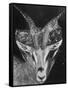 Robertsi Gazelle from Kenya Serengeti in Storage, American Museum of Natural History-Margaret Bourke-White-Framed Stretched Canvas