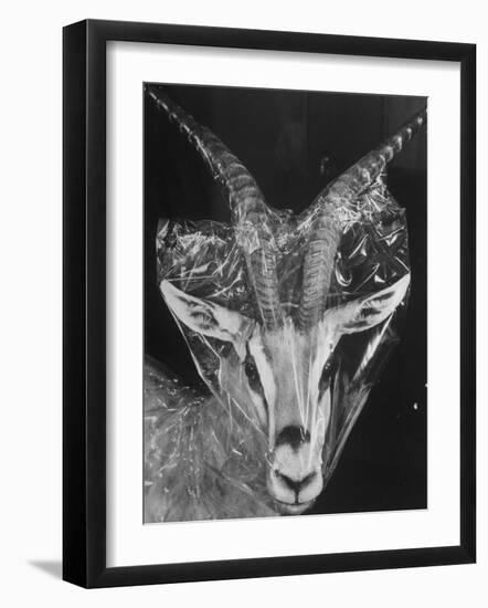 Robertsi Gazelle from Kenya Serengeti in Storage, American Museum of Natural History-Margaret Bourke-White-Framed Photographic Print