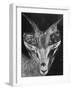 Robertsi Gazelle from Kenya Serengeti in Storage, American Museum of Natural History-Margaret Bourke-White-Framed Photographic Print