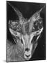 Robertsi Gazelle from Kenya Serengeti in Storage, American Museum of Natural History-Margaret Bourke-White-Mounted Photographic Print