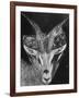 Robertsi Gazelle from Kenya Serengeti in Storage, American Museum of Natural History-Margaret Bourke-White-Framed Photographic Print