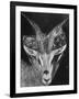 Robertsi Gazelle from Kenya Serengeti in Storage, American Museum of Natural History-Margaret Bourke-White-Framed Photographic Print