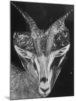 Robertsi Gazelle from Kenya Serengeti in Storage, American Museum of Natural History-Margaret Bourke-White-Mounted Photographic Print