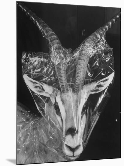 Robertsi Gazelle from Kenya Serengeti in Storage, American Museum of Natural History-Margaret Bourke-White-Mounted Photographic Print