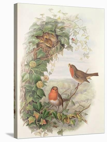 Robin, 1873-John Gould-Stretched Canvas